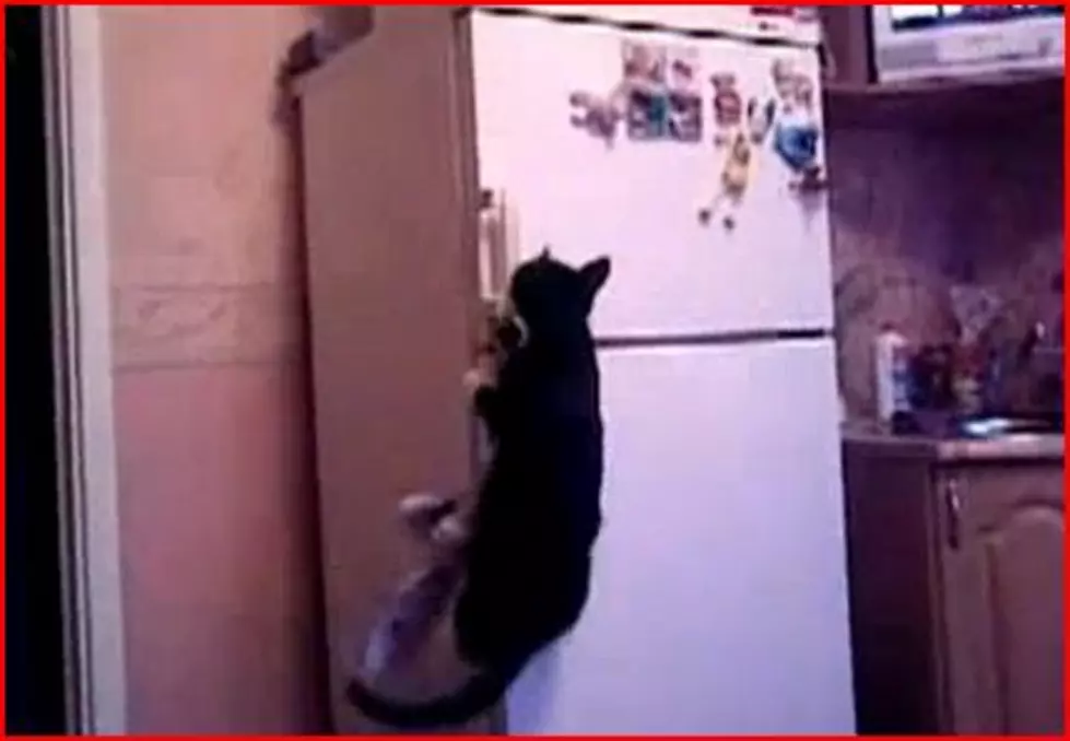 The Greatest Thing You’ll See All Day: Indiana Jones’ Cat  [VIDEO]