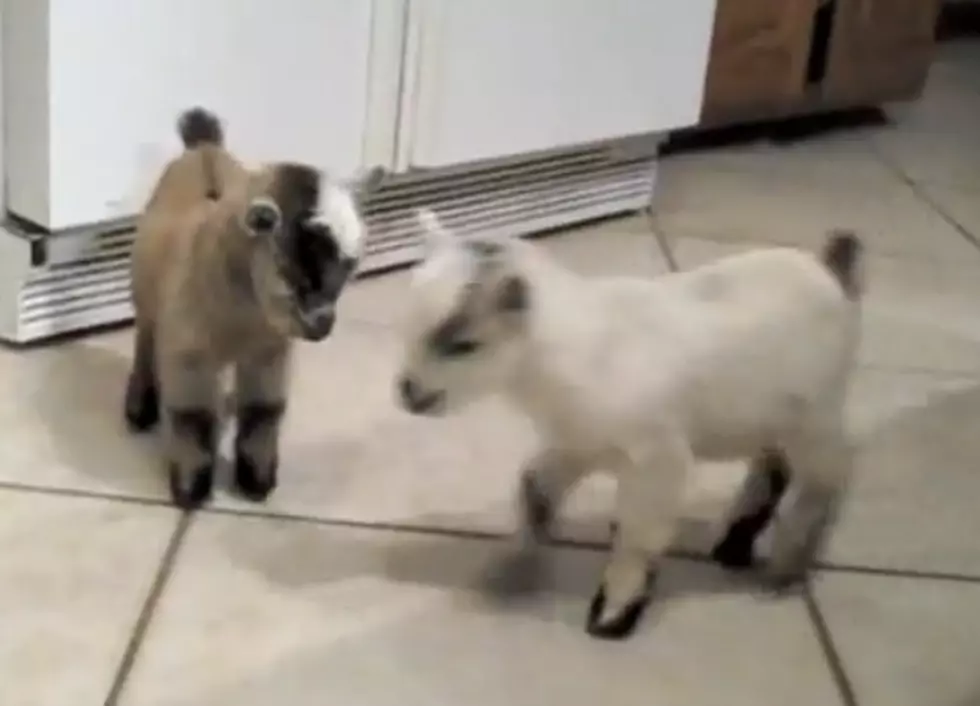 Meet Charlie and Lily: The Cutest Pygmy Goats You’ll Ever See! [VIDEO]