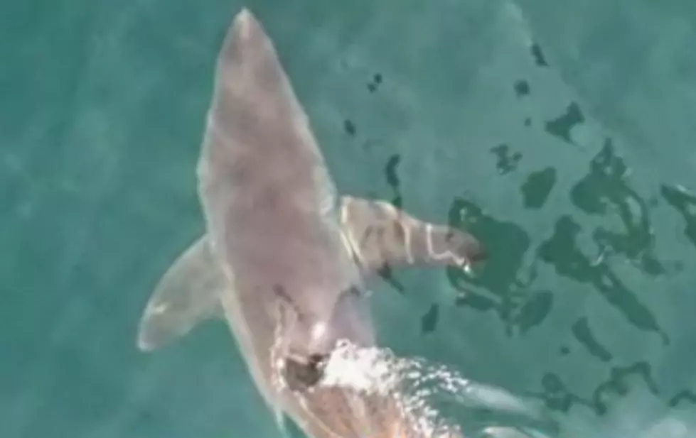 Great White Shark Sitings Bans Swimmers from the Water for This Labor Day Weekend [VIDEO]