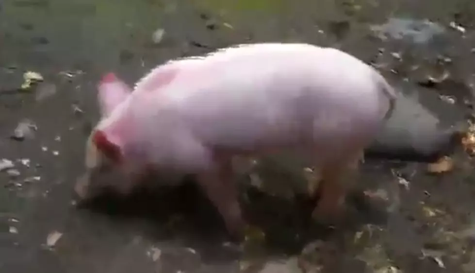 Watch Adorable Little Pig Rescue It’s Goat Friend [VIDEO]
