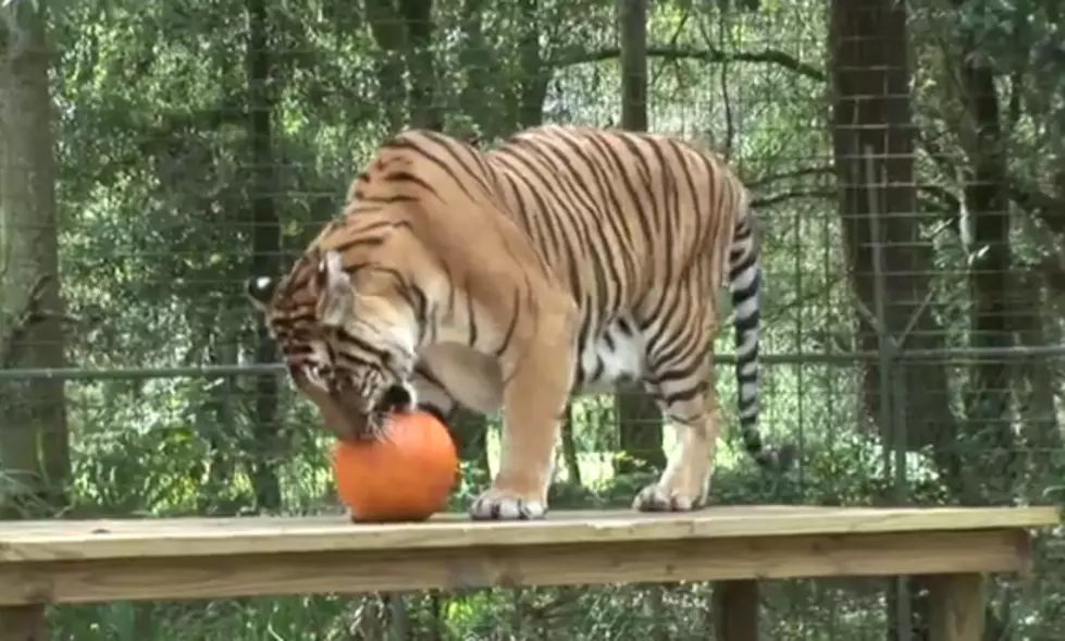 Halloween Pumpkin Massacre by Big Cats! [VIDEO]