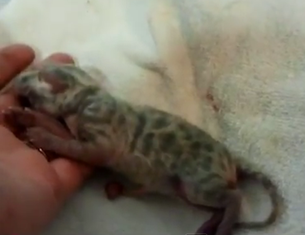 Cleyed the Cyclops: One Eyed Bengal Kitten [VIDEO]