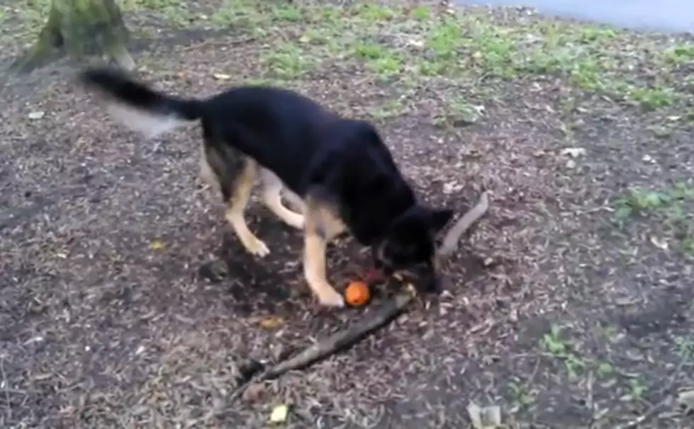 Story of Your Life? This Poor Pup Just Wants the Big Stick! [VIDEO]