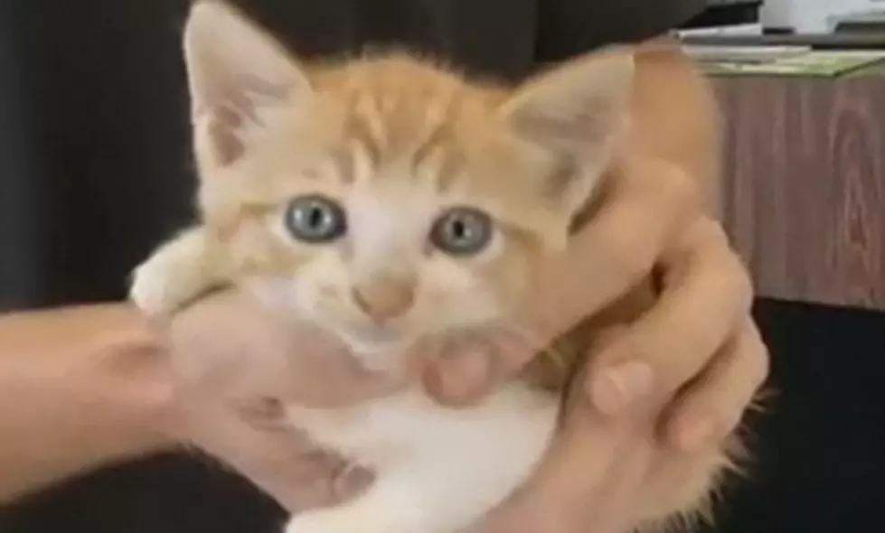 Meowing Car Has a Kitten! [VIDEO]