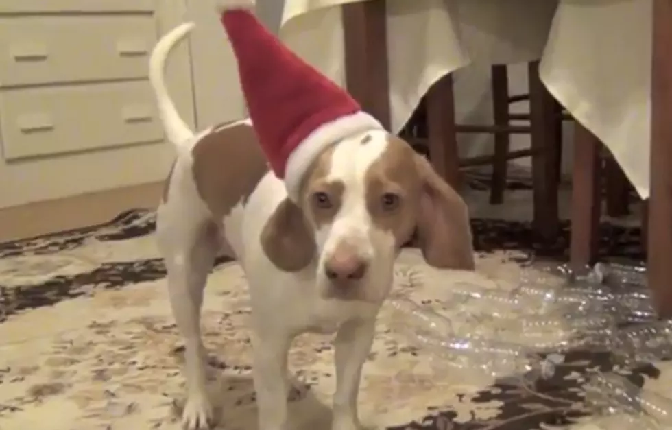 Dog Is Elated at His Awesome Pile of Presents for Christmas [VIDEO]