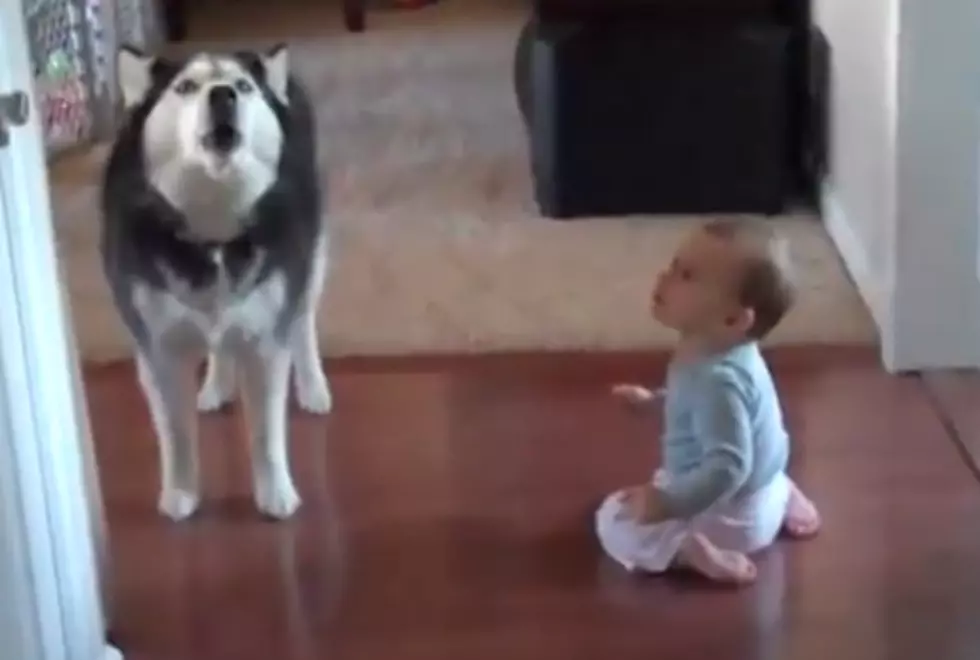Get a Big Laugh at This Copy-Catting Dog! [VIDEO]