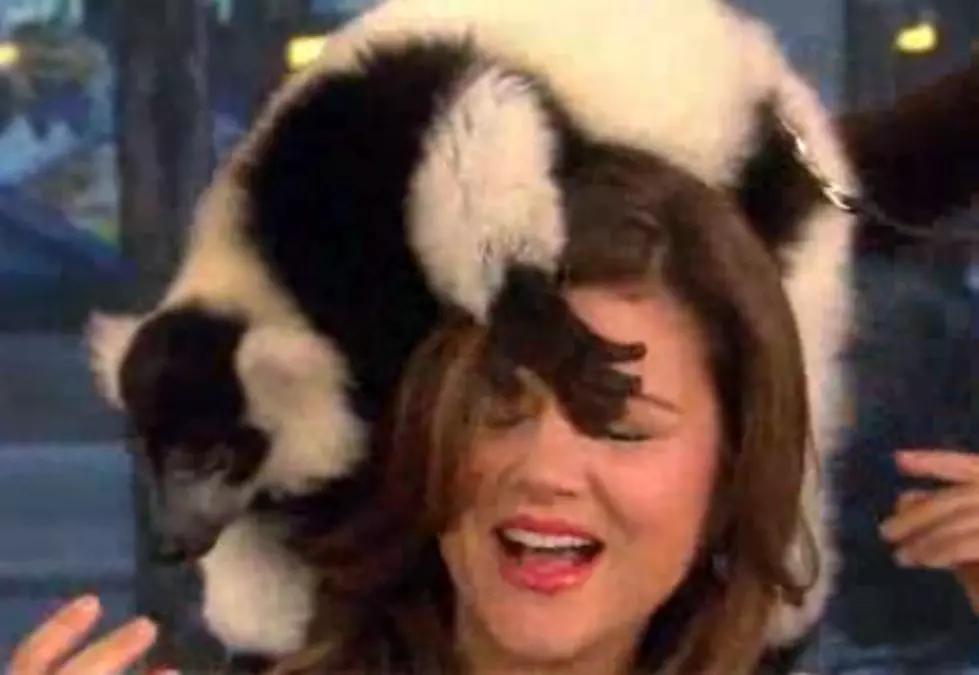 Leaping Lemur Pounces on Morning TV Show&#8217;s Head [VIDEO]