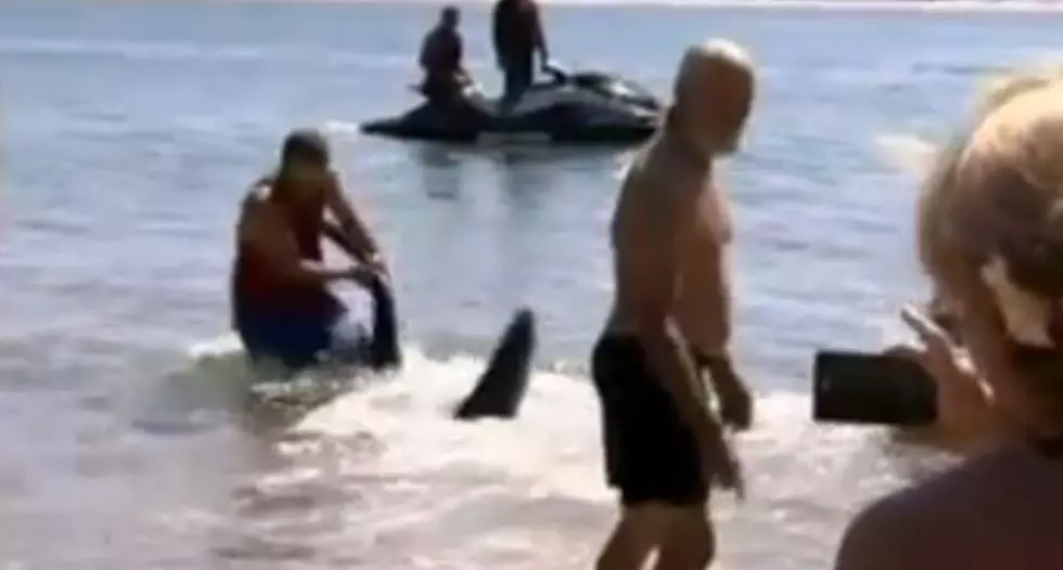 Brave Man Who Wrestled A Shark Away From Beach Goers Got Fired When Video Went Viral [VIDEO]