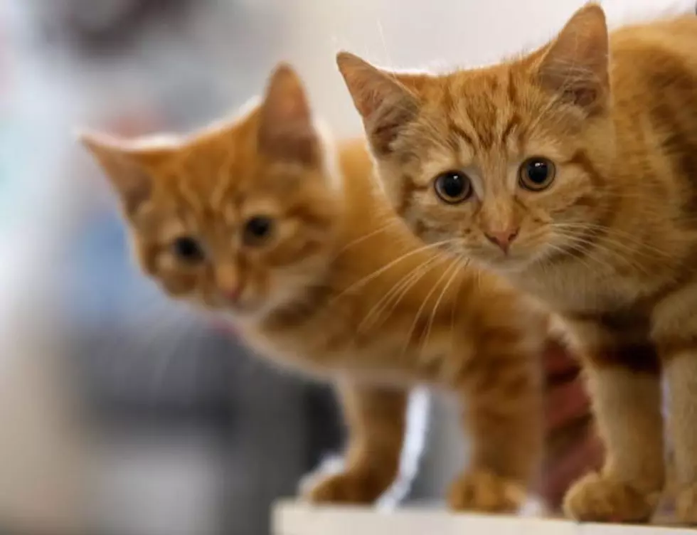 One Texas Town Fights Over Whether A Cat Can Live at the Library