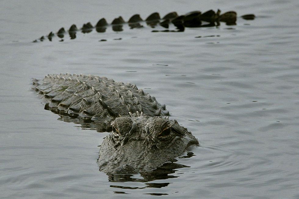 Another Alligator Attack Leaves Texas Man Dead