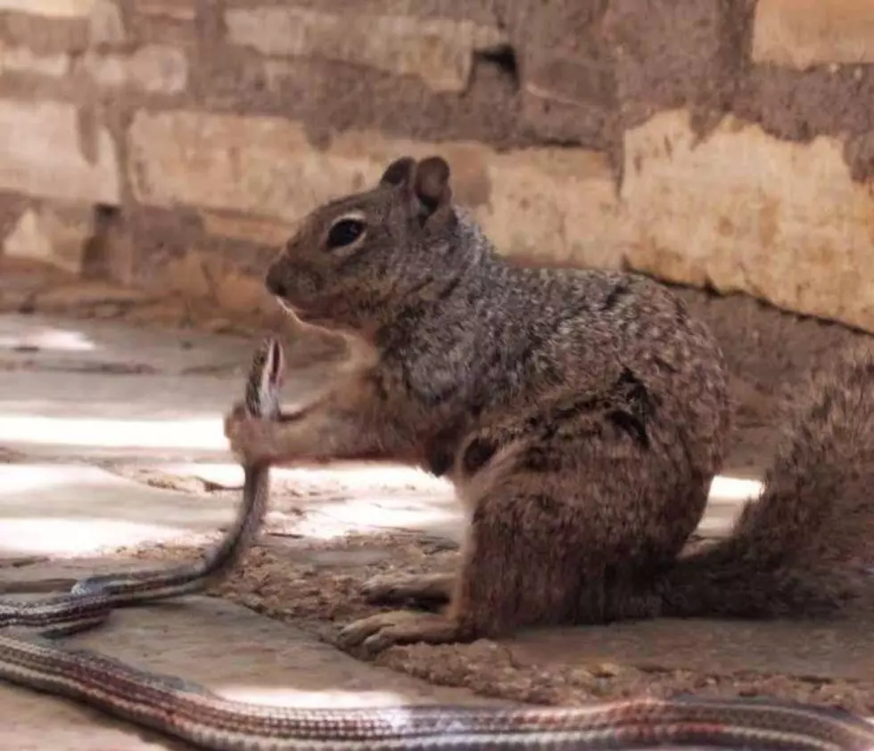 Photo of Squirrel in Texas State Park Devouring Snake