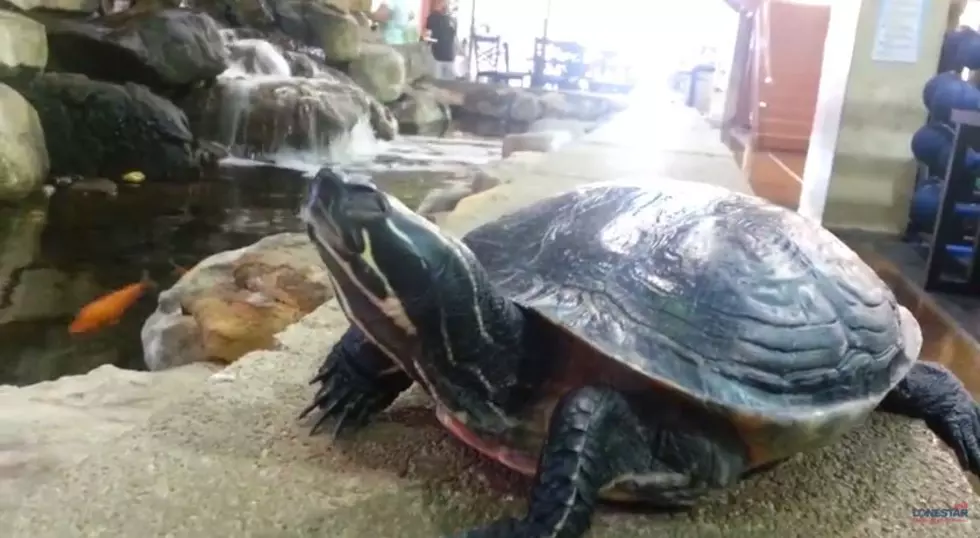 This Turtle Just Likes Hanging Out at the Pond in Bodyworks