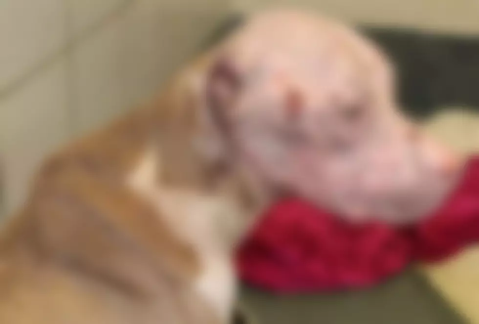 Pit Bull in San Antonio Doused With Hydrochloric Acid [Graphic Images]