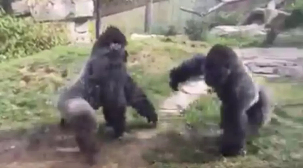 Gorilla Fight at Omaha Zoo Leaves Visitors Shocked