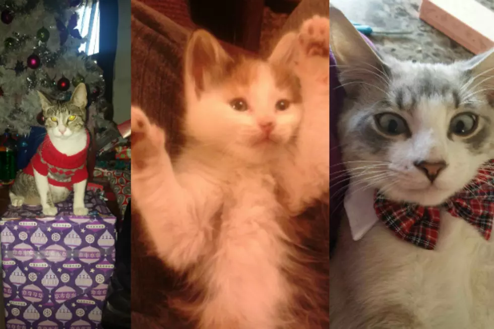 Vote Now for the Best Cat in Lubbock [Photos]