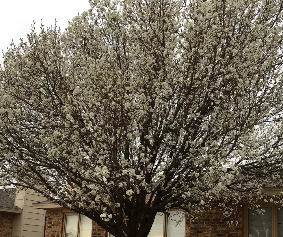 Why Did This Tree in Lubbock Turn White Overnight?