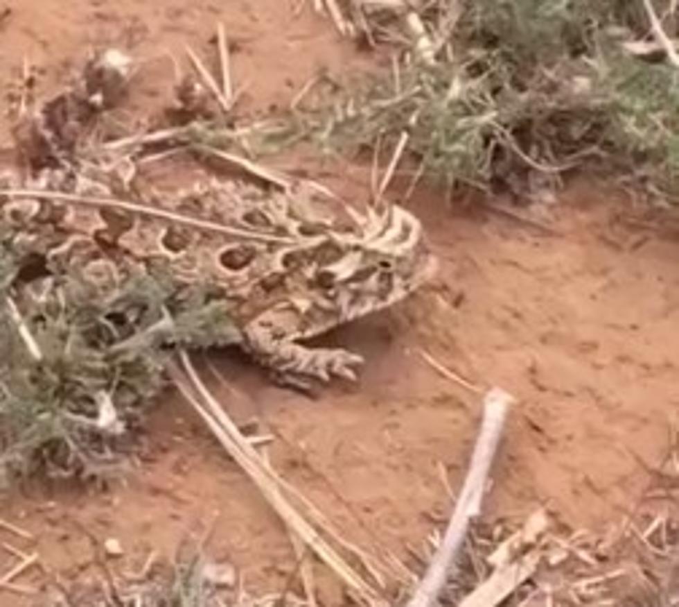 Lubbock 4-Year-Old’s Adorable Horned Toad Video Goes Viral