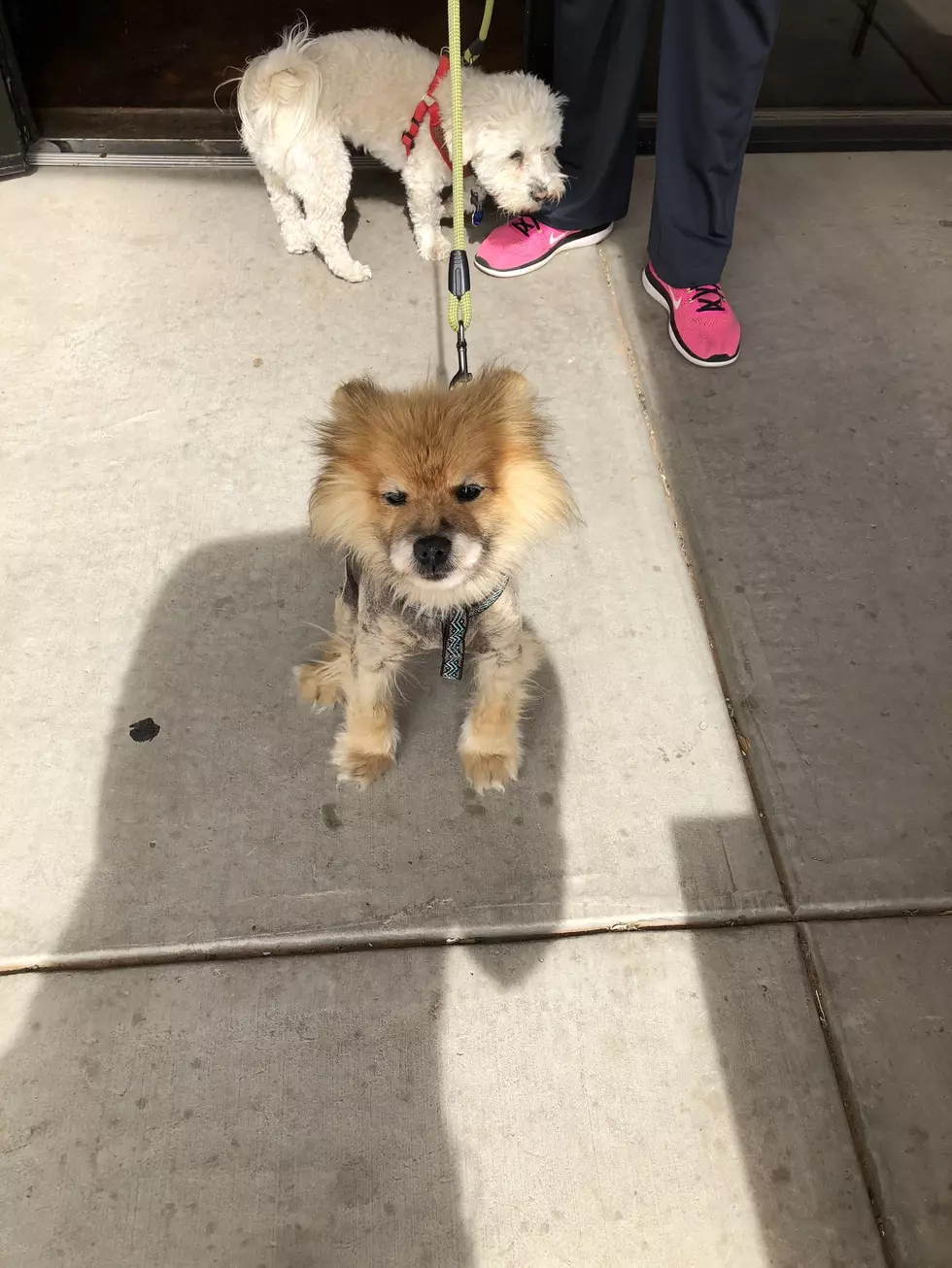 Incredible Photos of Big & Small Pups at Three Dog Bakery’s Birthday Blitz