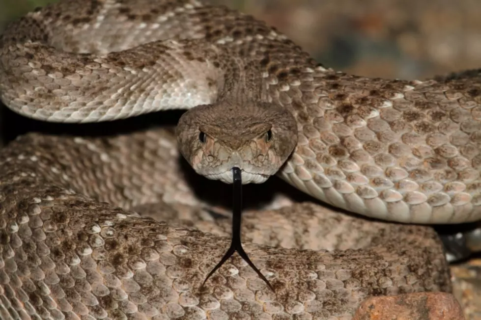 60th Anniversary of the Rattlesnake Roundup Is This Weekend in Sweetwater