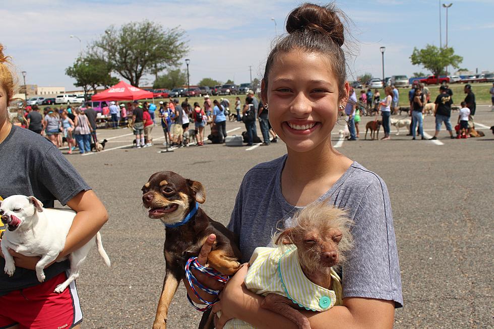 Lubbock Animal Services Is Sponsoring a Free Microchip for Pets Event