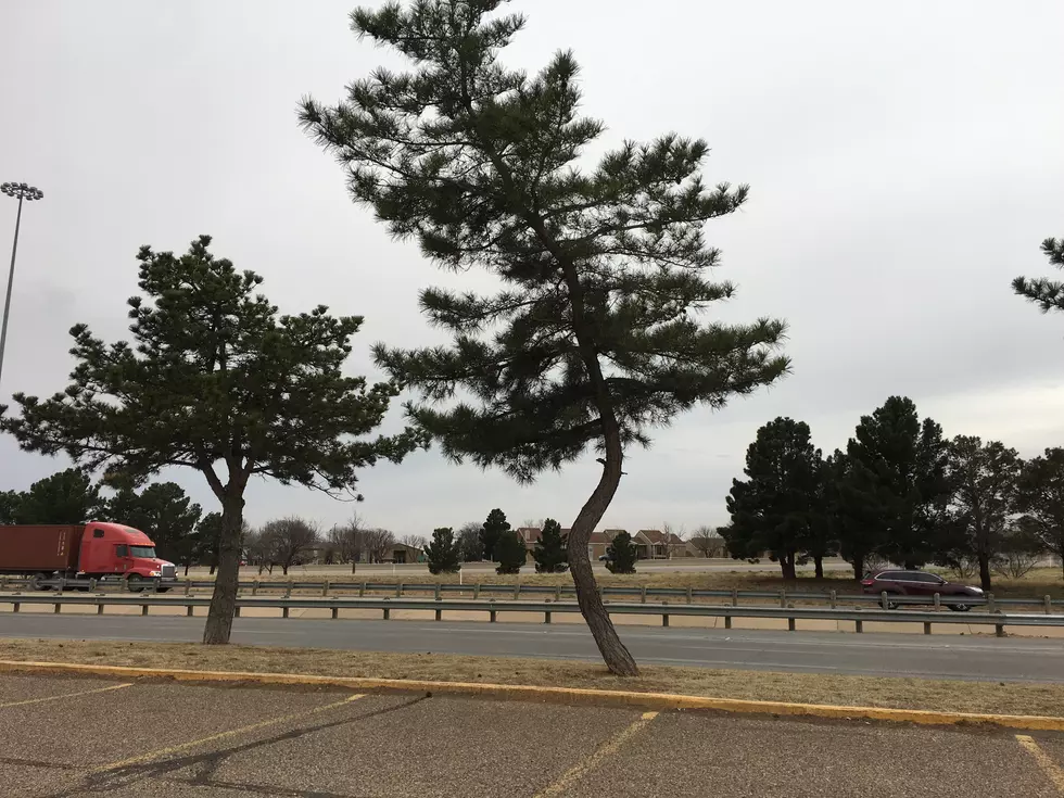 Have You Seen This Crazy Lubbock Z-Shaped Tree?