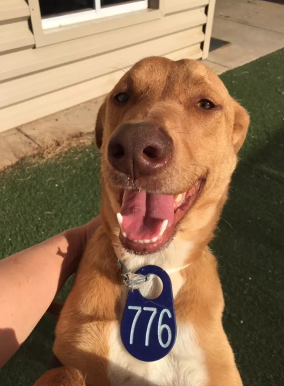 Meet Luna, Your Awesome Adoptable Dog of the Week!