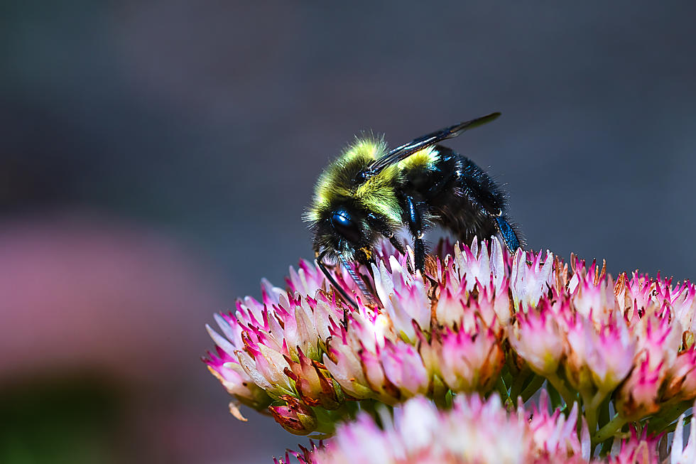 Is It True, Do Bees Prefer Blondes?