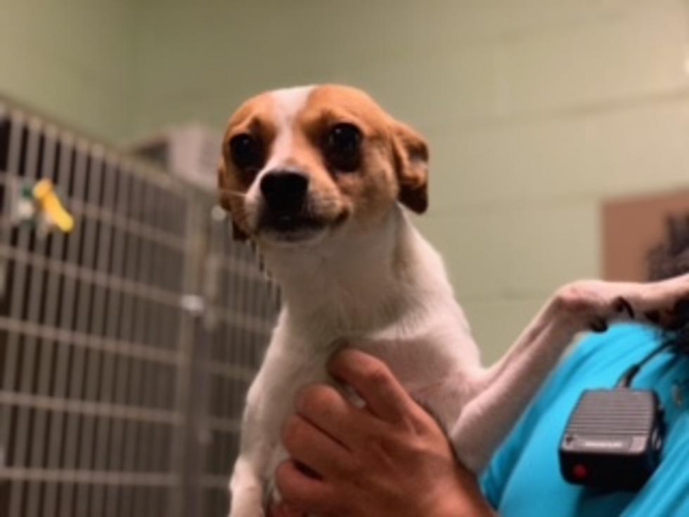 Meet Smiley, Your Awesome Adoptable Dog of The Week