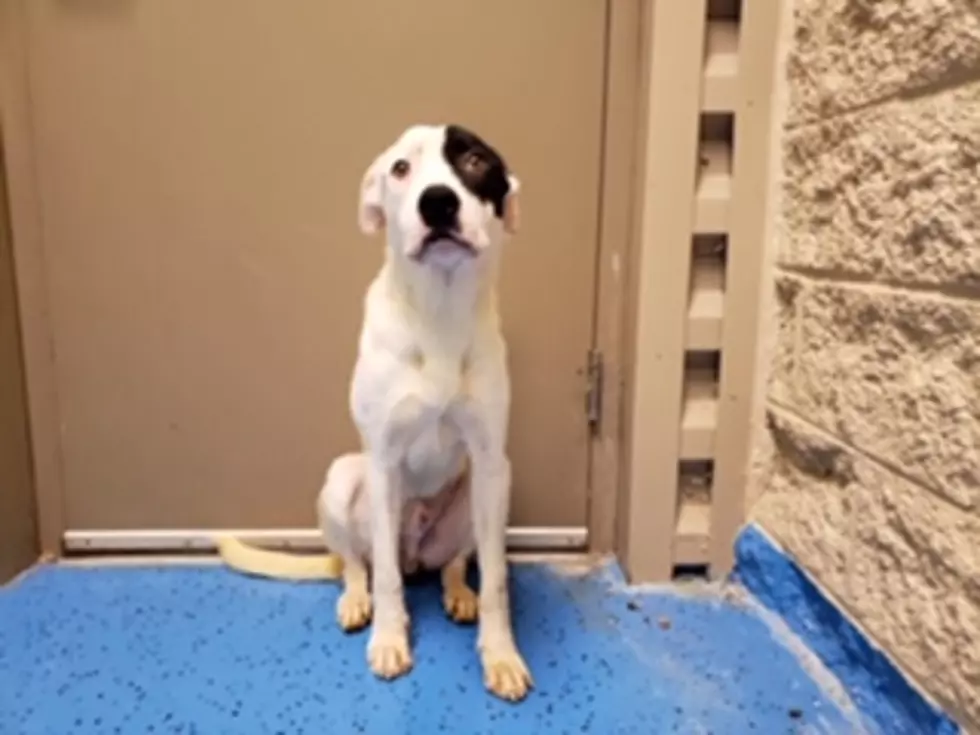 Meet Spike, Lubbock’s Awesome Adoptable Dog of the Week