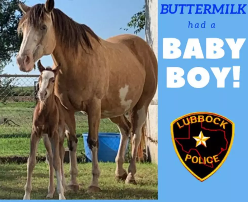 Lubbock Police Department Horse Gives Birth to Healthy Baby Boy