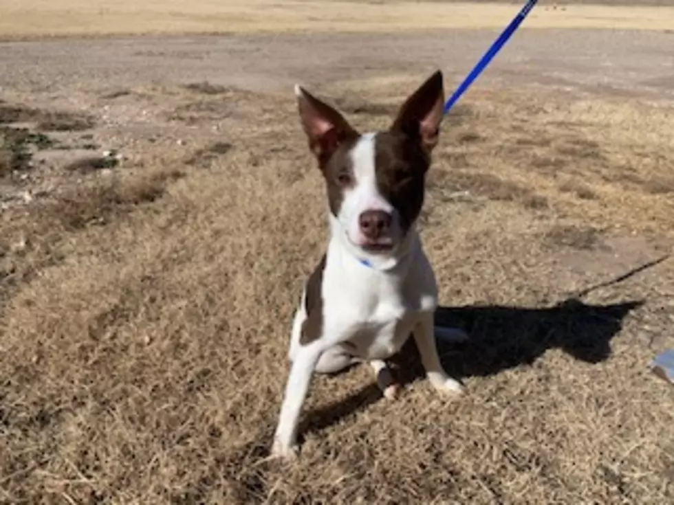 Meet Dash, Your Awesome Adoptable Dog of the Week