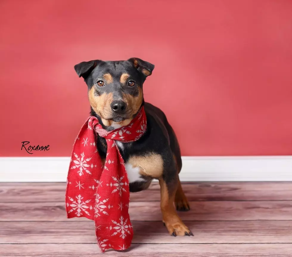 Meet Roxanne, Lubbock&#8217;s Awesome Adoptable Dog of the Week