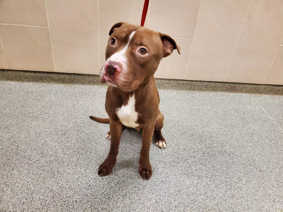 Travis Scott, Your Awesome Adoptable Dog of the Week