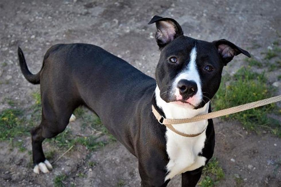 Diamond Is Lubbock's Awesome Adoptable Dog of the Week