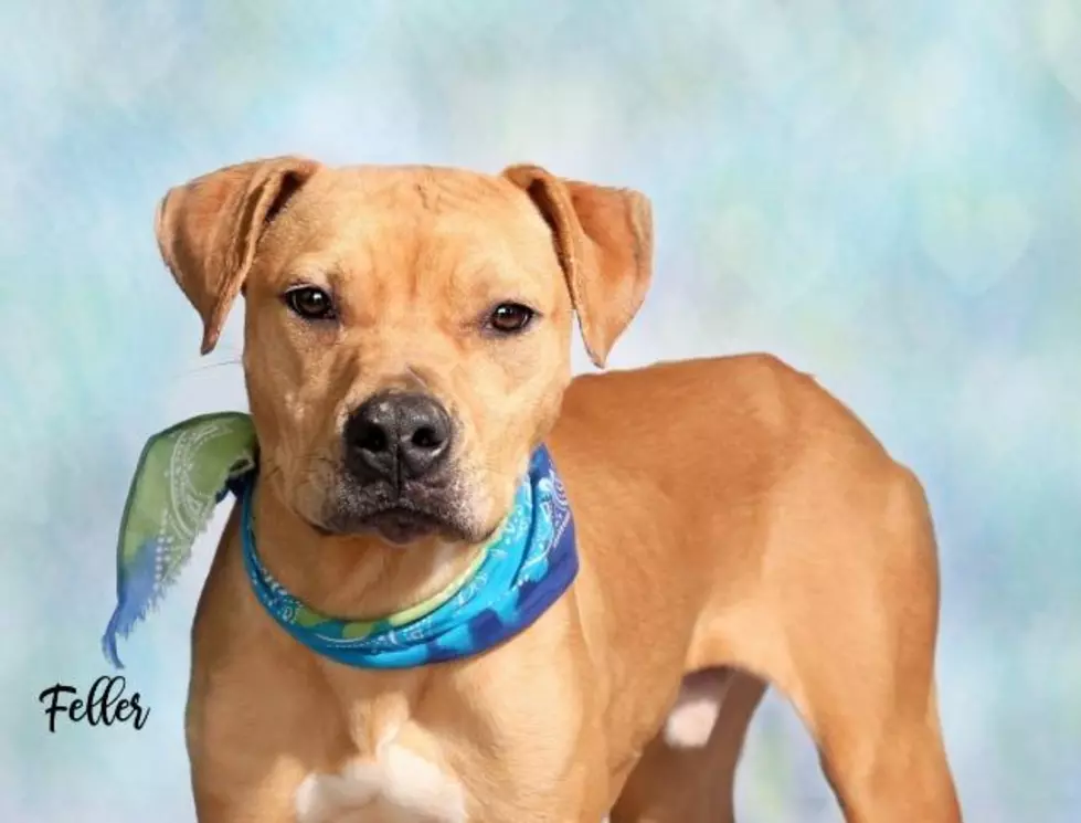 Meet Feller, Lubbock&#8217;s Awesome Adoptable Dog of the Week