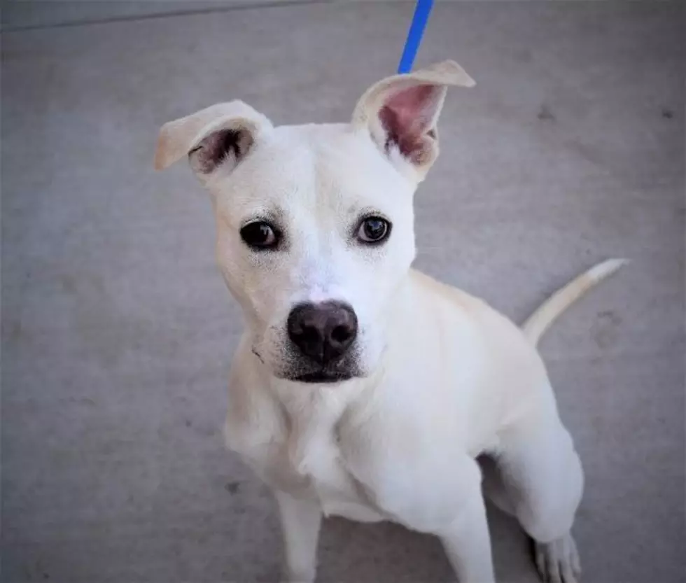 Meet Asher, Lubbock's Awesome Adoptable Dog of the Week 