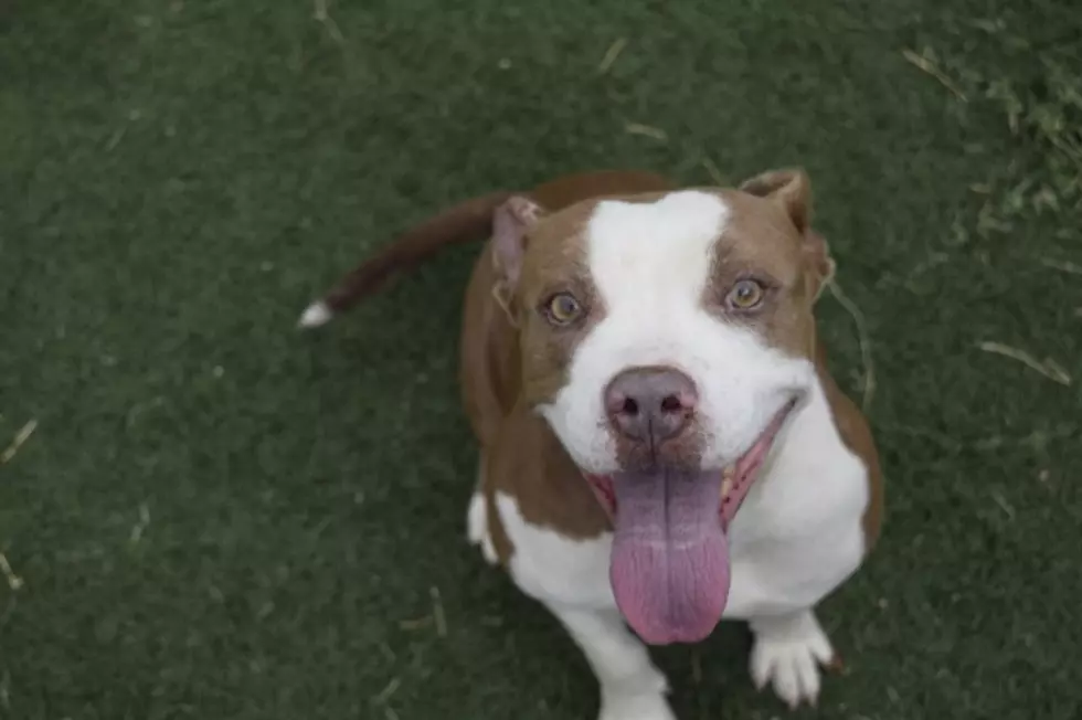 Meet PB&J, Your Awesome Adoptable Dog of the Week