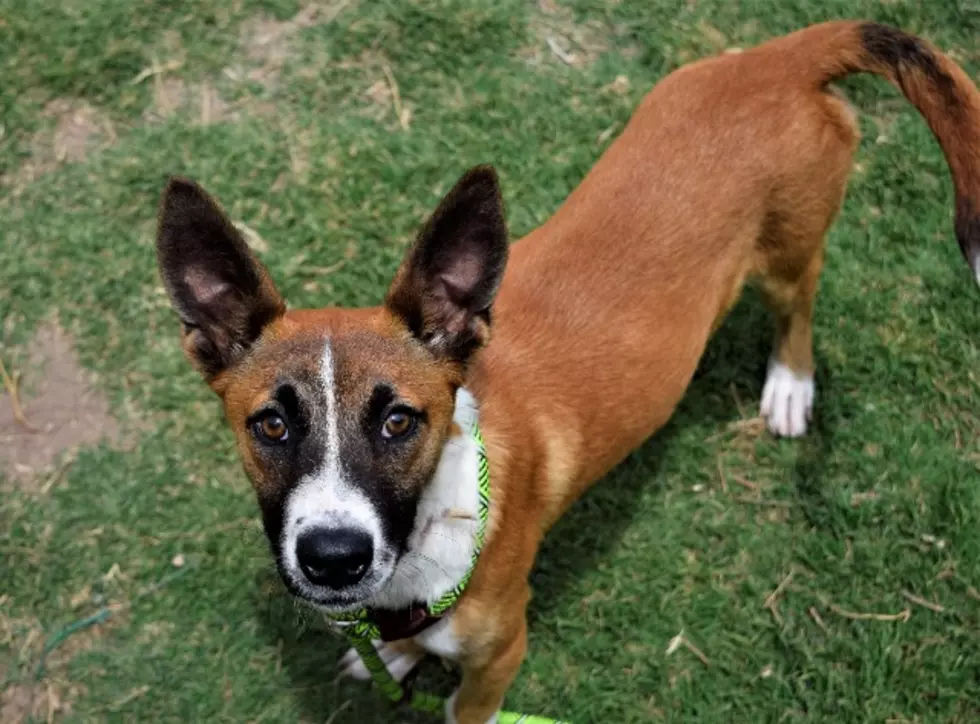 Meet Lubbock's Awesome Adoptable Dog of the Week