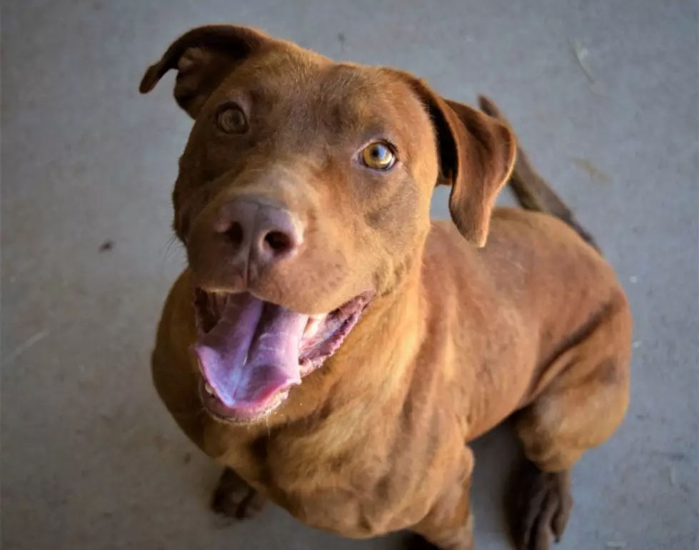 Meet Bruce, Your Awesome Adoptable Dog of the Week