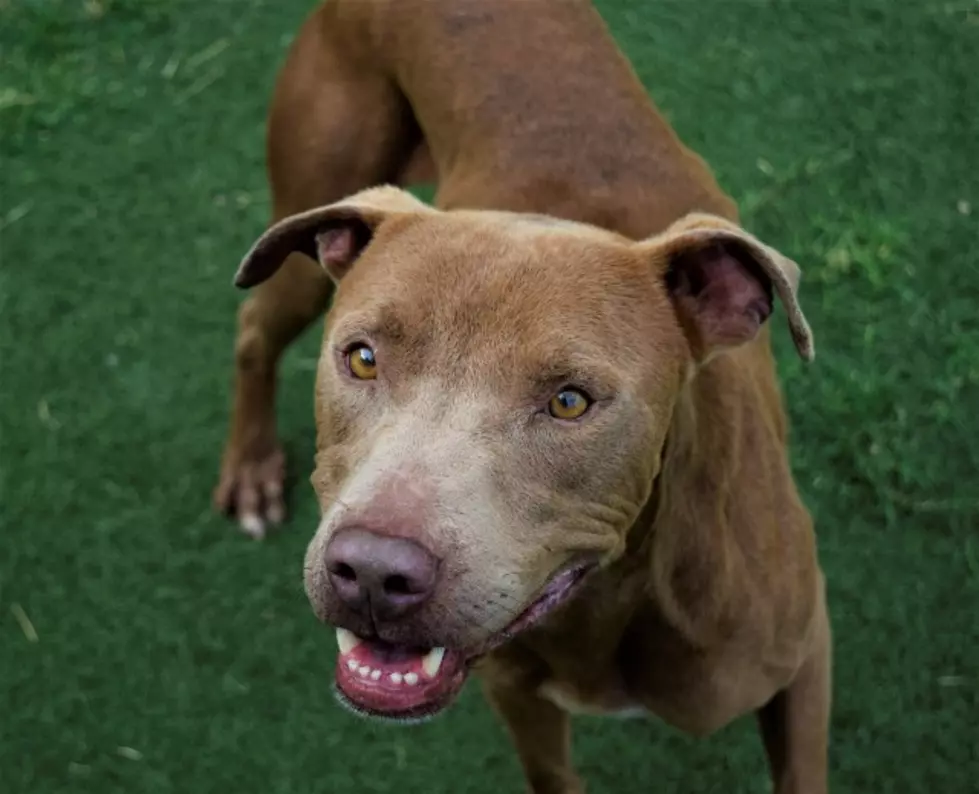 Meet Richard, Your Awesome Adoptable Dog of the Week