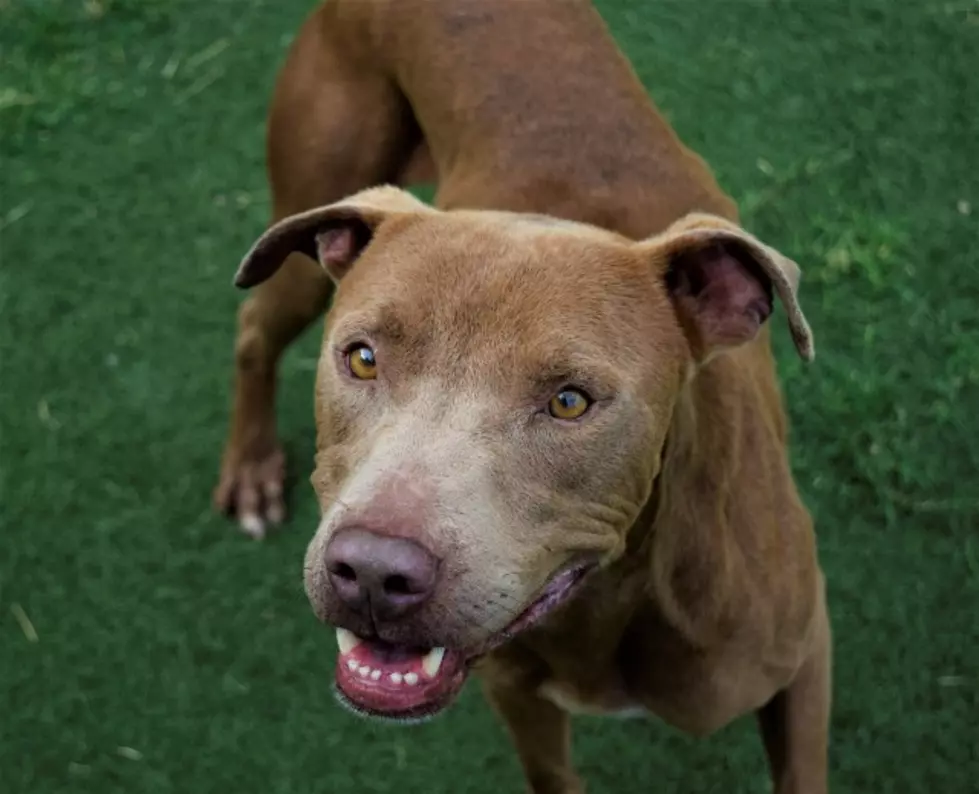 Lubbock's Awesome Adoptable Dog of the Week