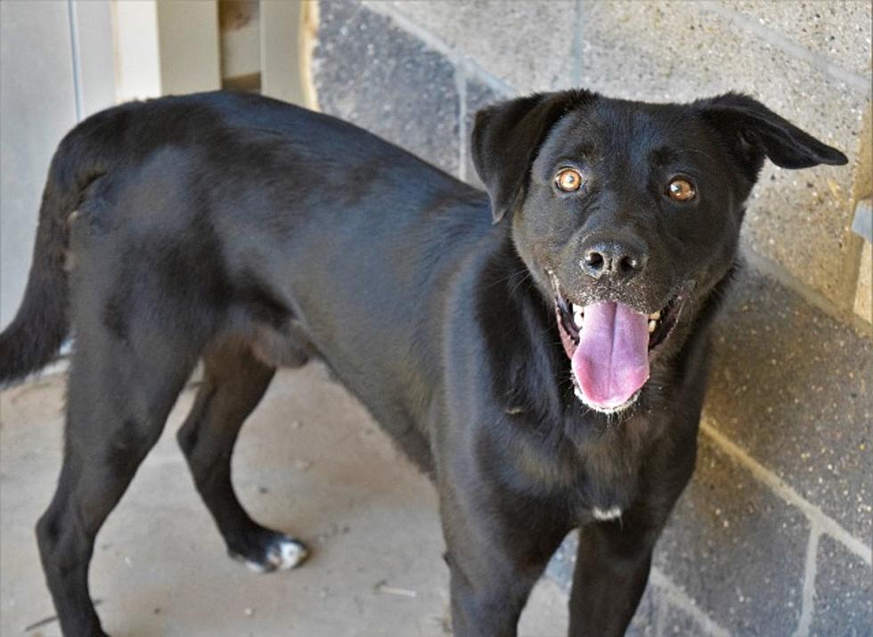 Meet Rocky, Your Awesome Adoptable Dog of The Week 