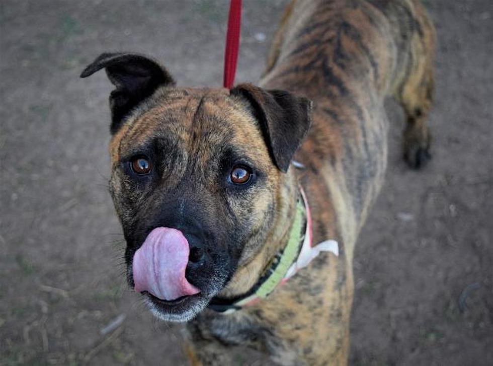 Meet Lubbock's Awesome Adoptable Dog of the Week