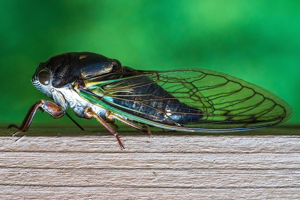 An Onslaught of Sex-Crazed Zombie Cicadas Is Real. Is Lubbock Prepared?