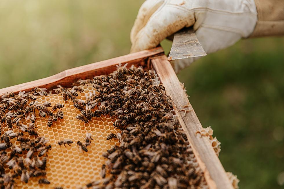 Viral Texas Beekeeper Shares How She Saves Bees, One Hive at a Time
