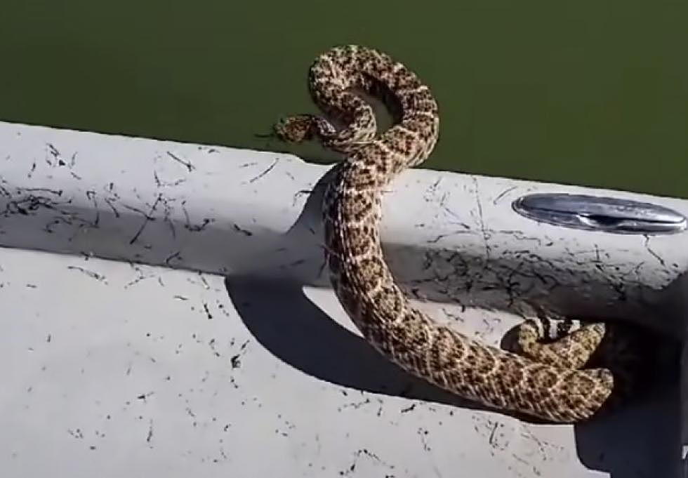 How to Ruin the Perfect Texas Fishing Trip: Find a Rattlesnake in Your Boat [Videos]