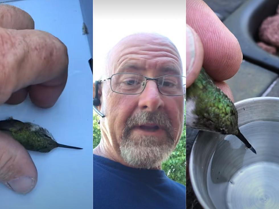 Tough Texas Man Saves Tiny Hummingbird from Heat Stroke [Video]