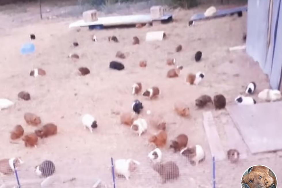 Over 75 Guinea Pigs: Texas Woman Owns Herd of Cavies