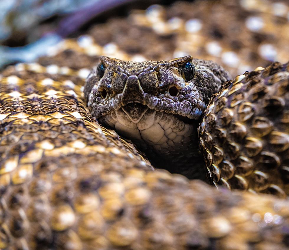 The World’s Largest Rattlesnake Roundup Is Happening in Texas on March 11th-13th