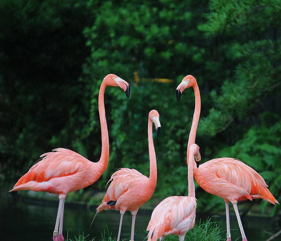 One Flamingo Who Escaped From A Kansas Zoo 15 Years Ago Is Found In Texas